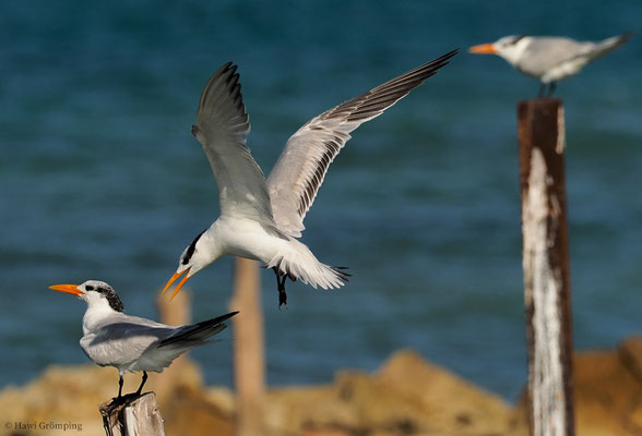 KÖNIGSSEESCHWALBE, ROYAL TERN, STERNA MAXIMA