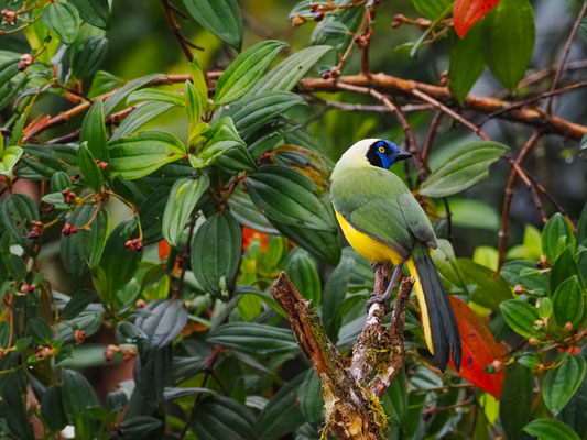 GRÜNHÄHER, GREEN JAY - CYANOCORAX YNCAS