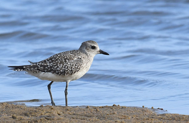 KIEBITZREGENPFEIFER, BLACK-BELLIED PLOVER, PLUVIALIS SQUATAROLA