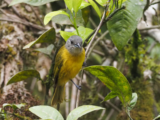 TRAUERTANGARE, WHITE-SHOULDERED TANAGER - TACHYPHONUS LUCTUOSUS