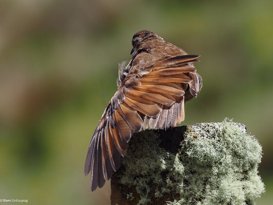 SCHUPPENBRUST-UFERWIPPER, STOUT-BILLED CINCLODES - CINCLODES EXCELSIOR