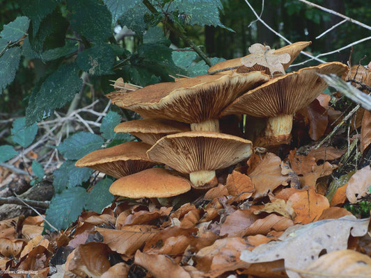Beringter Flämmling - Gymnopilus junonius