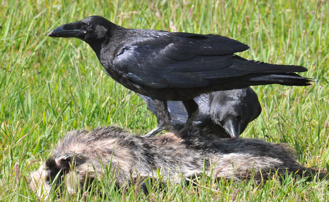 KOLKRABE, RAVEN, CORVUS CORAX