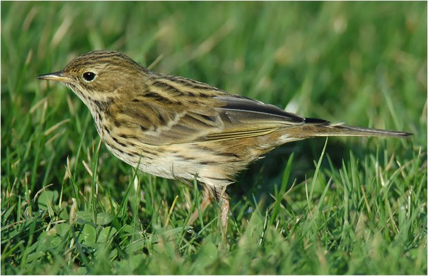 WIESENPIEPER, MEADOW PIPIT, ANTHUS PRATENSIS