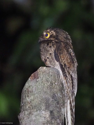 Urutau-Tageschläfer, Common Potoo - Nyctibius aethereus