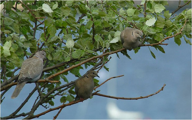 RINGELTAUBE, WOOD PIGEON,  COLUMBA PALUMBUS