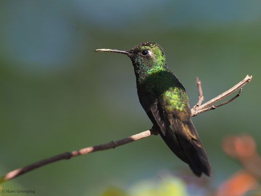 KUBASMARAGDKOLIBRI, CUBAN EMERALD, CHLOROSTILBON RICORDII