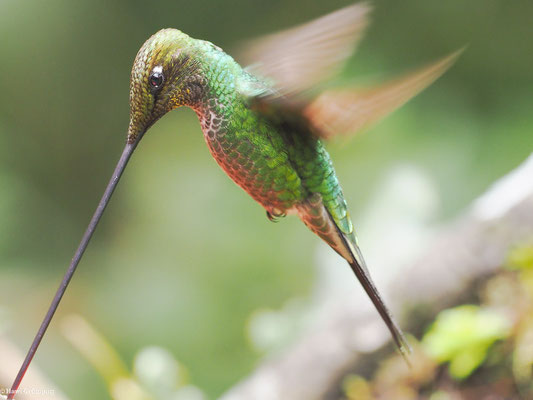 SCHWERTSCHNABELKOLIBRI, SWORD-BIILED HUMMINGBIRD - ENSIFERA ENSIFERA