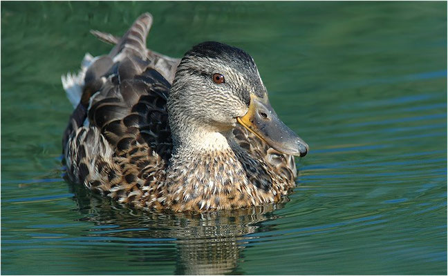 STOCKENTE, MALLARD, ANAS PLATYRHYNCHOS