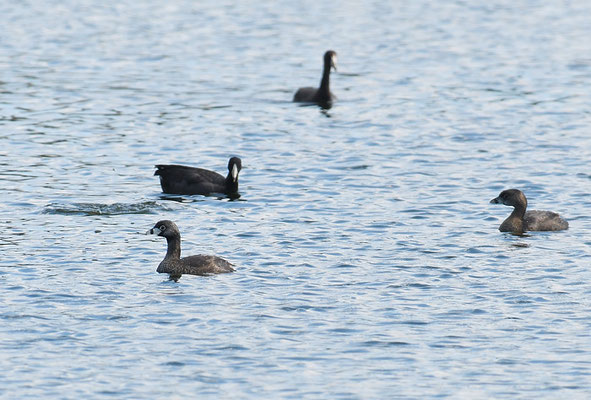 BINDENTAUCHER, PIED-BILLED GREBE, PODILYMBUS PODICEPS