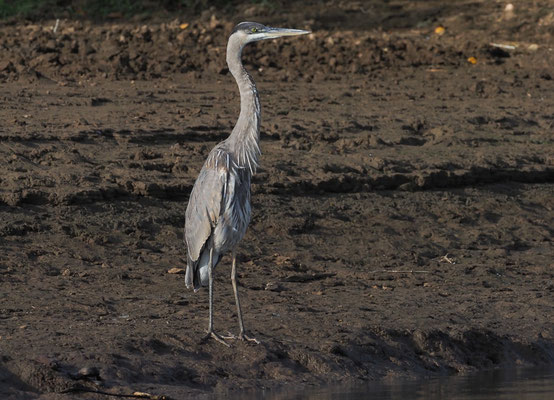 KANADAREIHER, GREAT BLUE HERON, ARDEA HERODIAS