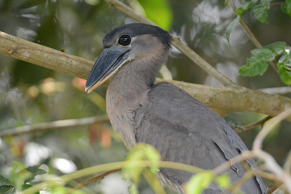 KAHNSCHNABEL, BOAT-BILLED HERON, COCHLEARIUS COCHLEARIUS