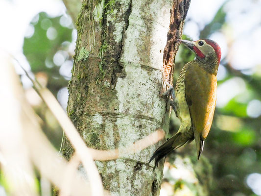 Sperlingsspecht, Little Woodpecker - Veniliornis passerinus
