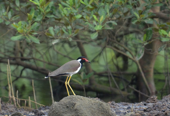 ROTLAPPENKIEBITZ, RED-WATTLED LAPWING, VANELLUS INDICUS