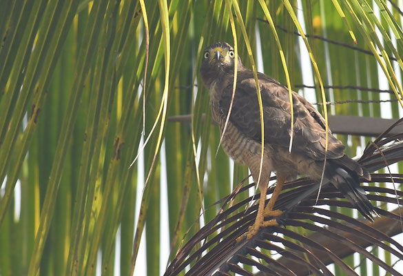 WEGEBUSSARD, ROADSIDE HAWK, BUTEO MAGNIROSTRIS