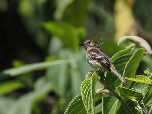 ZAMORATYRANN, OLIVE-CHESTED FLYCATCHER - MYIOPHOBUS CRYPTOXANTHUS