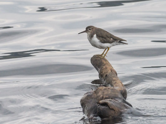 DROSSELUFERLÄUFER, SPOTTED SANDPIPER - ACTITIS MACULARIA