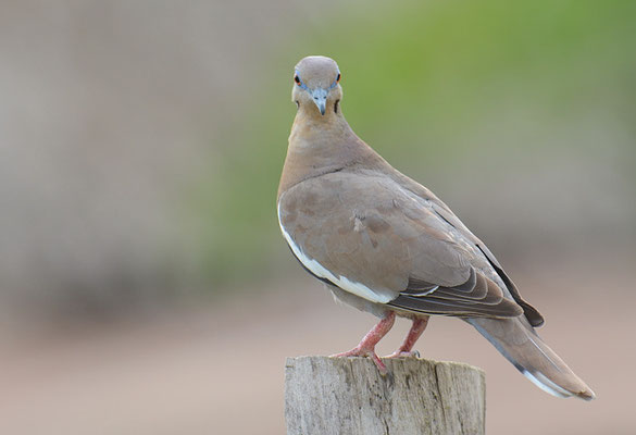 WEISSFLÜGELTAUBE, WHITE-WINGED DOVE, ZENAIDA ASIATICA
