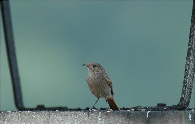 HAUSROTSCHWANZ, BLACK REDSTART, PHOENICURUS OCHRUROS