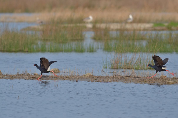 PURPURHUHN, PURPLE SWAMPHEN, PORPHYRIO PORPHYRIO