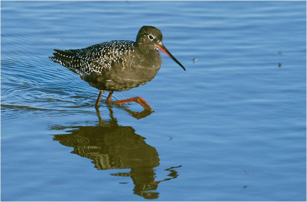 DUNKLER WASSERLÄUFER, SPOTTED REDSHANK, TRINGA ERYTHROPUS