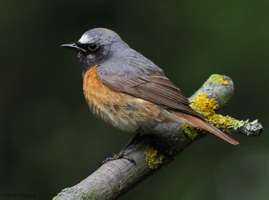 GARTENROTSCHWANZ, COMMON REDSTART, PHOENICURUS PHOENICURUS