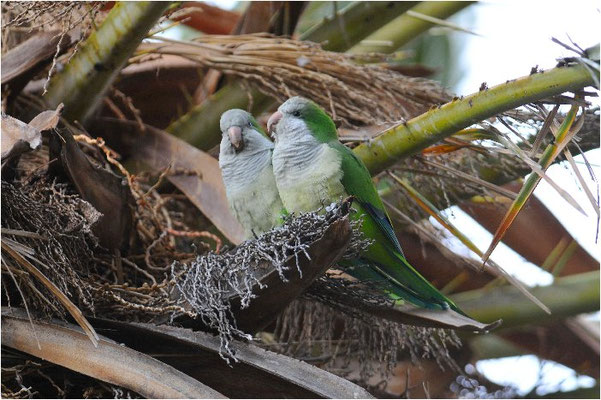 MÖNCHSSITTICH, MONK PARAKEET, MYIOPSITTA MONACHUS