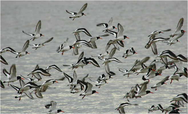 Austernfischer, Oyster-catcher, Haematopus ostralegus