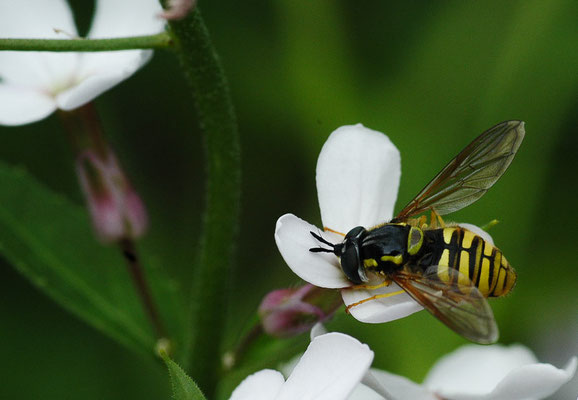 GEMEINE WESPENSCHWEBFLIEGE, CHRYSOTOXUM CAUTUM