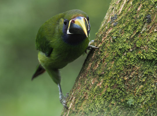 LAUCHARASSARI, EMERALD TOUCANET, AULACORHYNCHUS PRASINUS