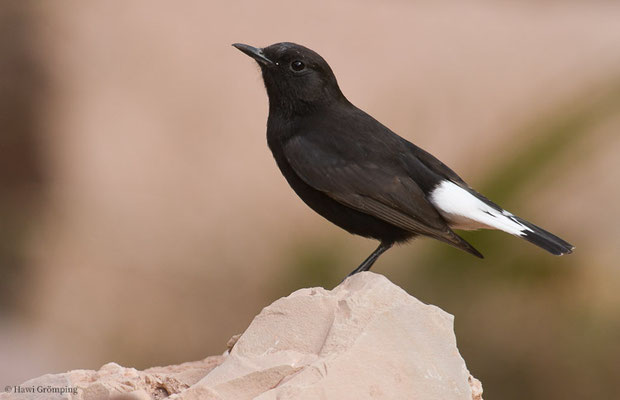 TRAUERSTEINSCHMÄTZER, BLACK WHEATEAR, OENANTHE LEUCURA