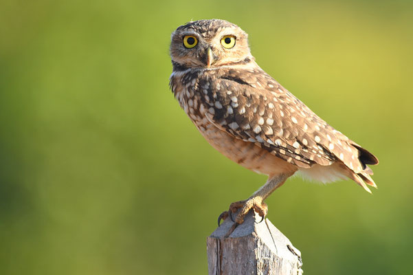 KANINCHENKAUZ, BURROWING OWL, ATHENE CUNICULARIA