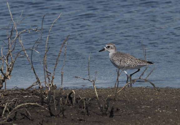 KIEBITZREGENPFEIFER, BLACK-BELLIED PLOVER, PLUVIALIS SQUATAROLA