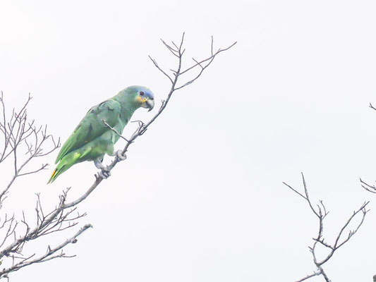 Venezuelaamazone, Orange-winged Amazon - Amazona amazonica