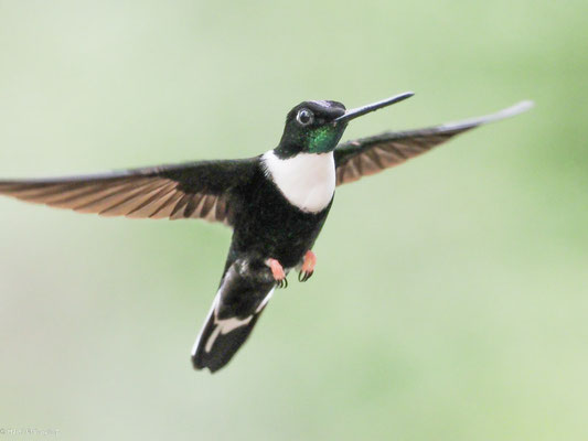 Brustband-Andenkolibri, Collared Inca - Coeligena torquata