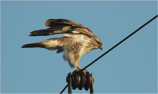 MÄUSEBUSSARD, COMMON BUZZARD, BUTEO BUTEO