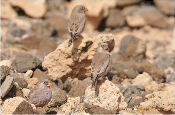 WÜSTENGIMPEL, TRUMPETER FINCH, BUCANETES GITHAGINEUS