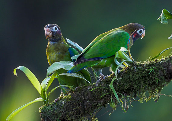 BLUTOHRPAPAGEI, BROWN-HOODED PARROT, PINOPSITTA HAEMATOTIS