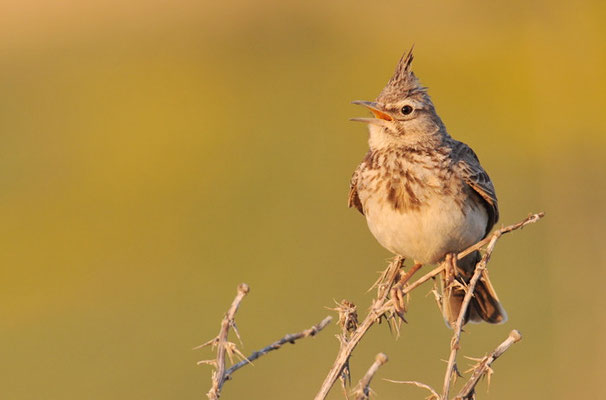 HAUBENLERCHE, CRESTED LARK, GALERIDA CRISTATA