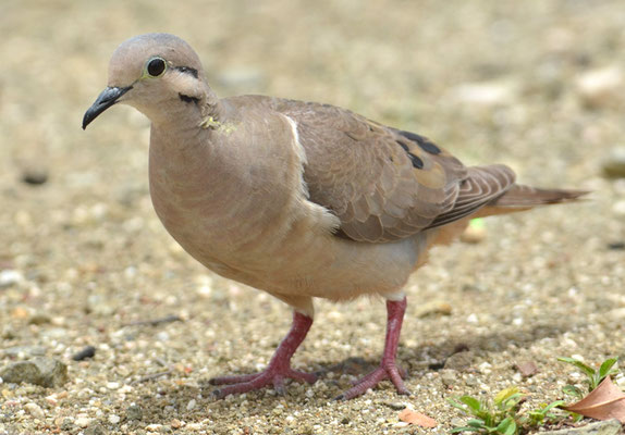 OHRFLECKTAUBE, EARED DOVE, ZENAIDA AURICULATA