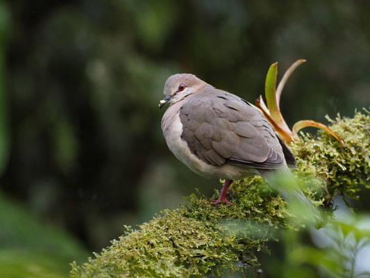 WEISSSTIRNTAUBE, WHITE-TIPPED DOVE - LEPTOTILA VERREAUXI