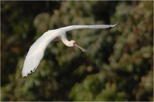 Afrikanischer Löffler, African spoonbill, Platalea alba