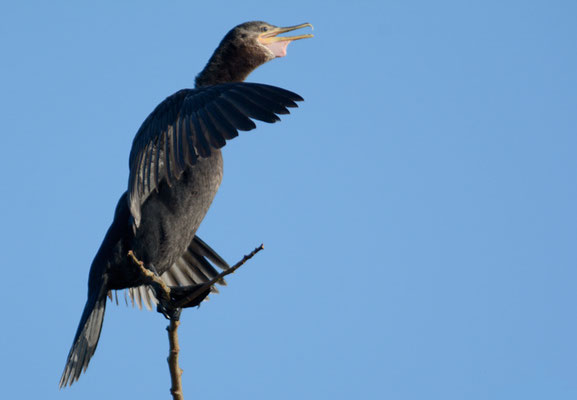 OLIVENSCHARBE, NEOTROPIC CORMORANT, PHALACROCORAX BRASILIANUS