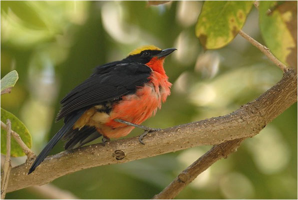 GOLDSCHEITELWÜRGER, YELLOW-CROWNED GONOLEK, LANIARIUS BARBATUS