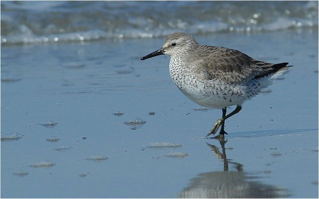 KNUTT, RED KNOT, CALIDRIS CANUTUS