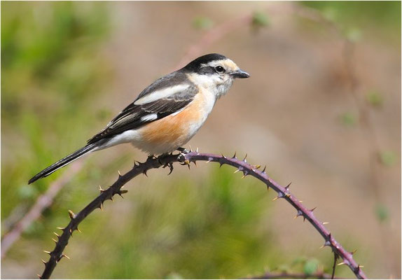 MASKENWÜRGER, MASKED SHRIKE, LANIUS NUBICUS