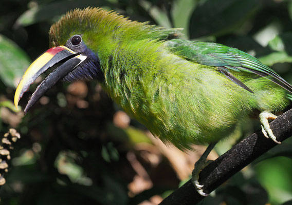 LAUCHARASSARI, EMERALD TOUCANET, AULACORHYNCHUS PRASINUS
