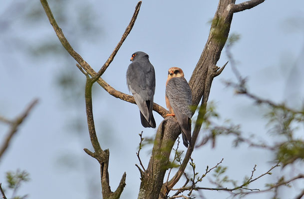 ROTFUSSFALKE, RED-FOOTED FALCON, FALCO VESPERTINUS