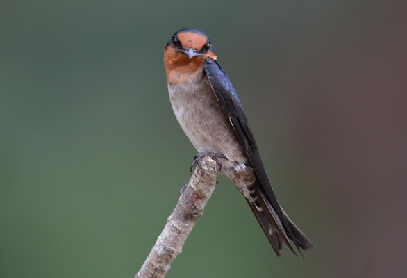 SÜDSEESCHWALBE, PACIFIC SWALLOW, HIRUNDO TABITICA