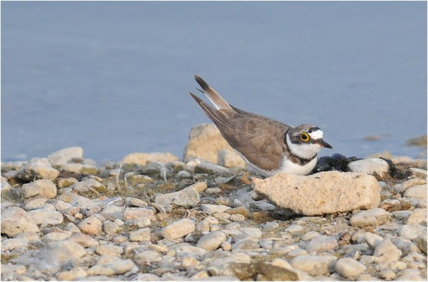 FLUSSREGENPFEIFER, LITTLE RINGED PLOVER, CHARADRIUS DUBIUS